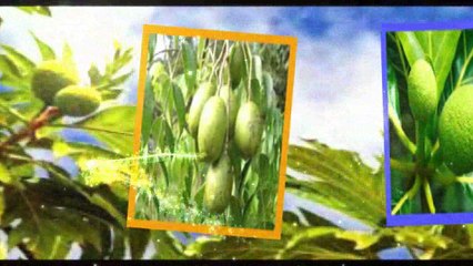 Manfaat Buah Sukun Untuk Kesehatan