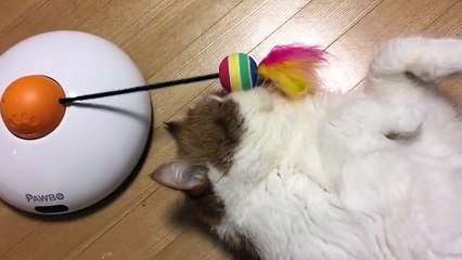 Voici pourquoi il ne faut jamais acheter de jouet aux chats