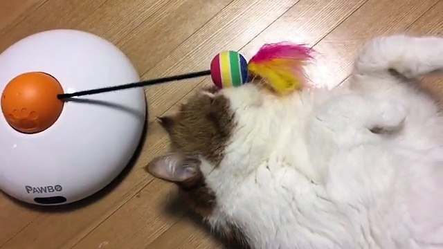 Voici pourquoi il ne faut jamais acheter de jouet aux chats