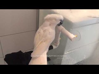 Download Video: Harley the Cockatoo Loves her Shower