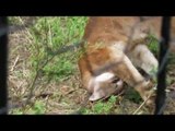 Playful Puma Runs Around in Rescue Center
