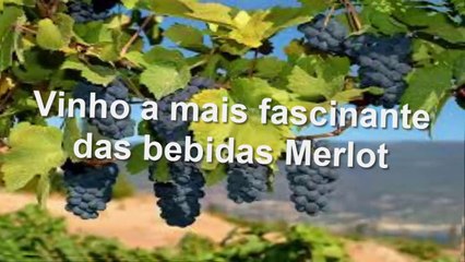 VINHO A MAIS FASCINANTE DAS BEBIDAS MERLOT