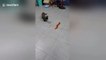 Cat chased by remote-controlled centipede
