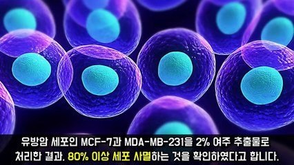 암세포를 단시간에 80% 사멸시키는 신비로운 채소