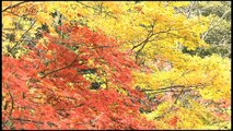水田圭　紅葉が綺麗な木