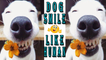 Dog Smile Like Human,dog smile trick,Funny Dog Video 2017,cute n funny video 2017