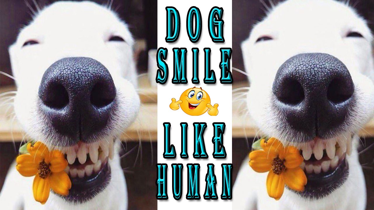 Dog Smile Like Human,dog smile trick,Funny Dog Video 2017,cute n funny video 2017