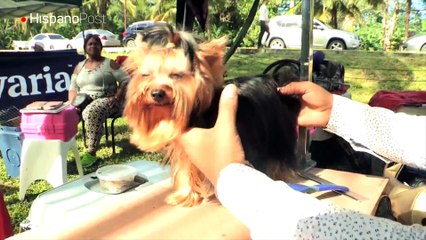 Cientos de perros de razas compiten para mantener su pedigrí