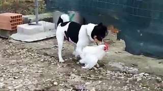 Funny dog and Chicken