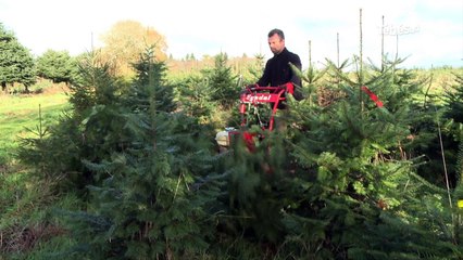 Inguiniel (56). Mon beau sapin... breton