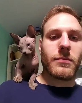 Massage du visage par.. un petit chaton siamois !