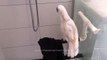 Ce perroquet.. prend sa douche comme un humain et adore ça !