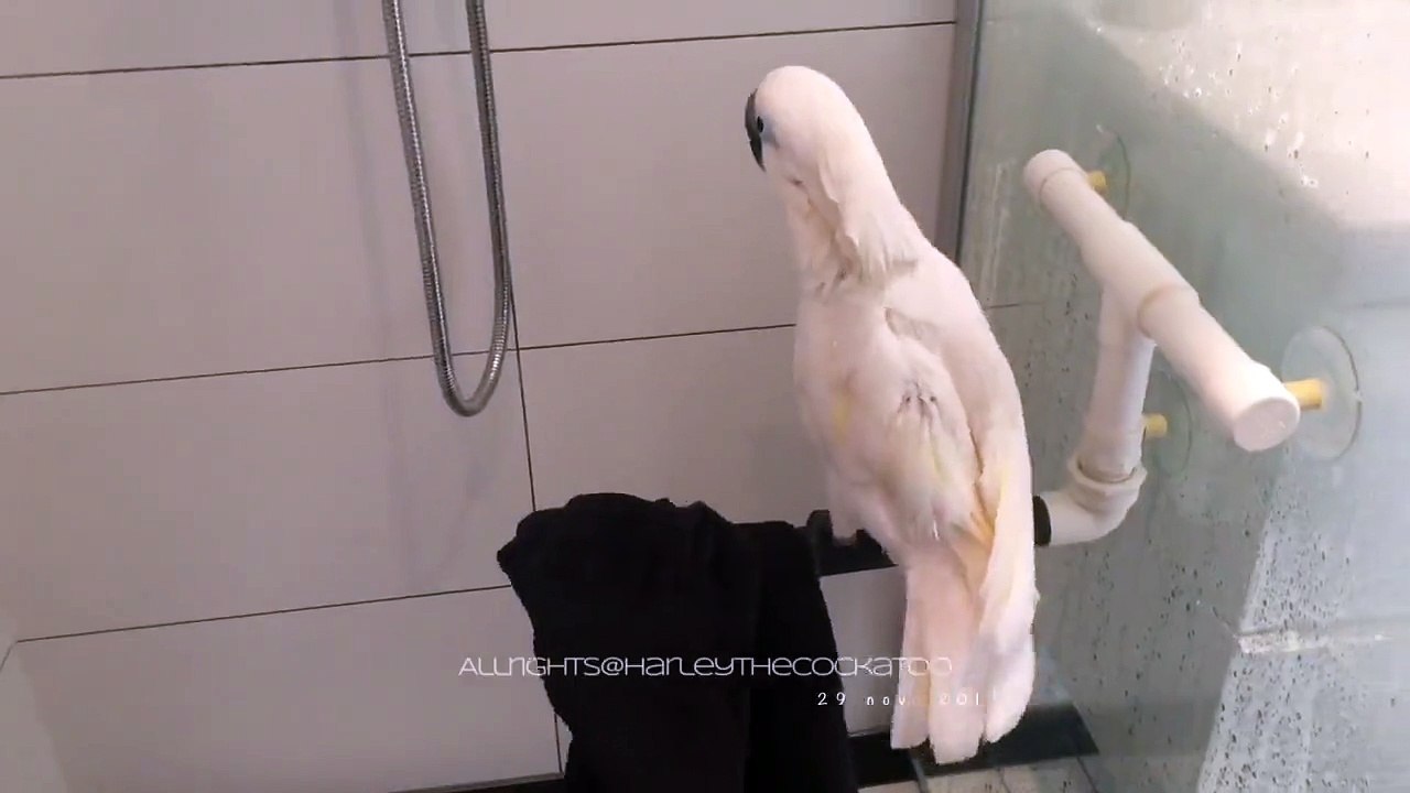 Ce perroquet.. prend sa douche comme un humain et adore ça !