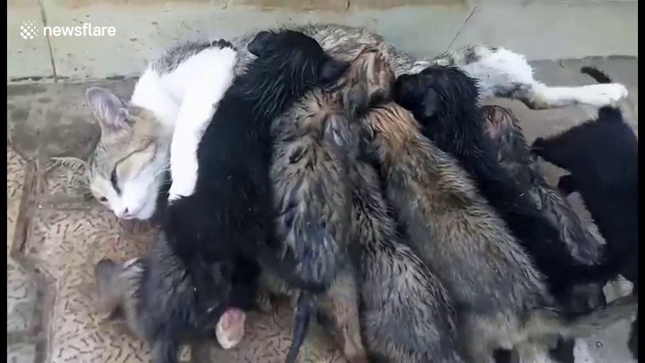 7 chiots nourris par une.. CHATTE généreuse et assaillie par ces petits monstres...