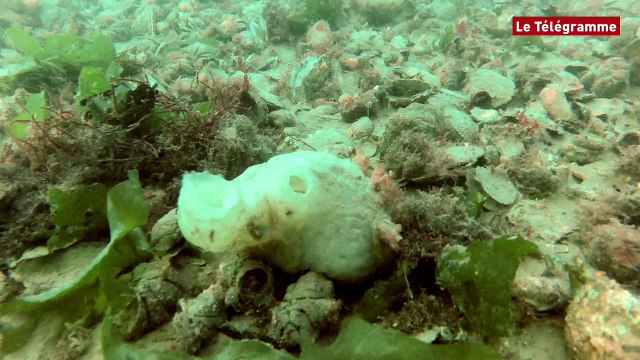 Rade de Brest. Où sont passés les pétoncles et les huîtres plates ?