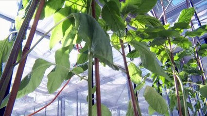 Finding superfoods in traditional veggies | DW English