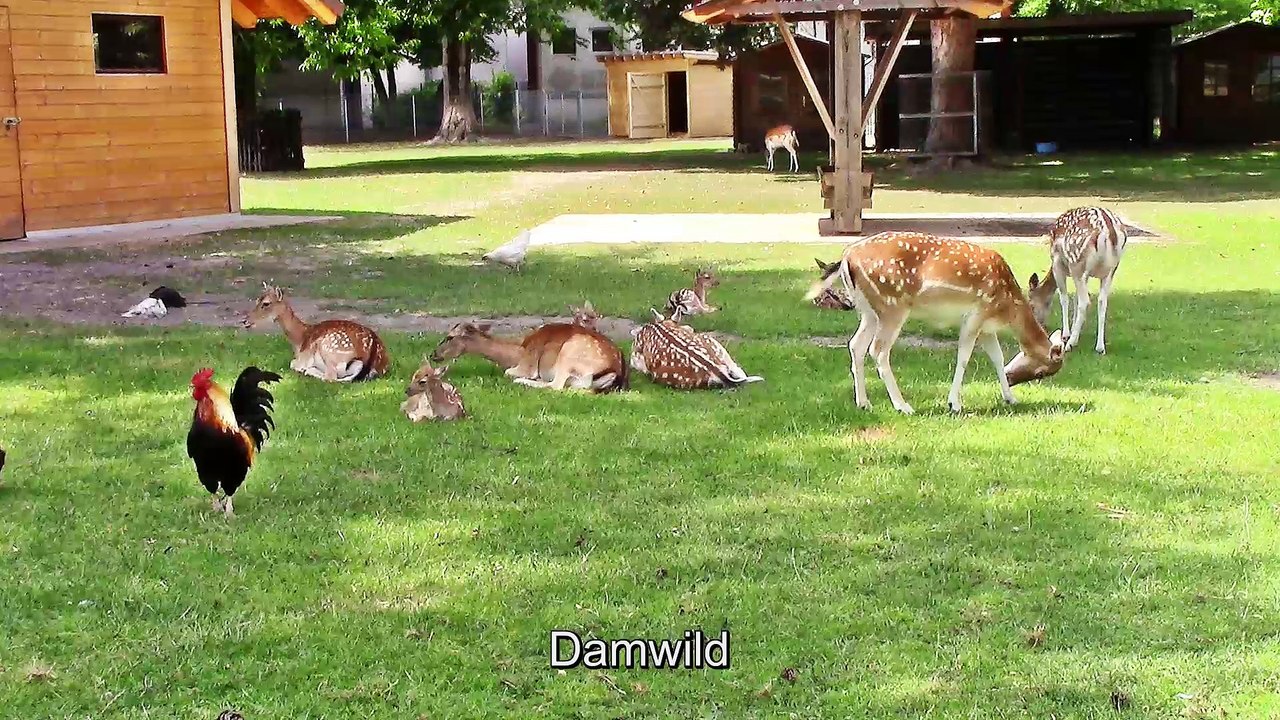 Zu Besuch im Tierpark Bergheim