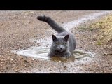 Russian Blue Cat Gleefully Jumps Through Puddles