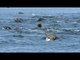 Pod of Seals Gather at Gulf of Saint Lawrence, Canada