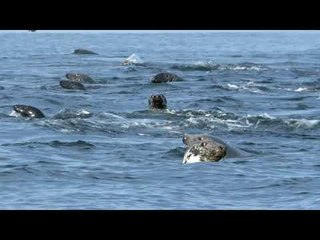 Pod of Seals Gather at Gulf of Saint Lawrence, Canada