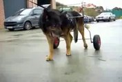 Voiturette pour chien berger allemand - carrello per cane