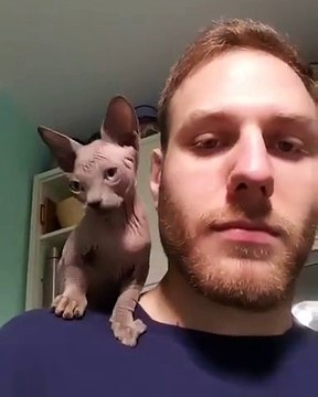 Massage du visage par un petit chaton siamois