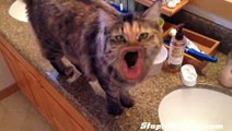 Cats With Human Mouths