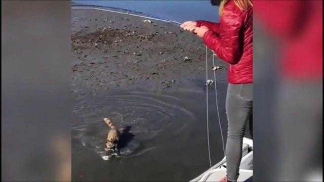 Quand un raton laveur vient te piquer le poisson que tu viens de pecher... Coquin