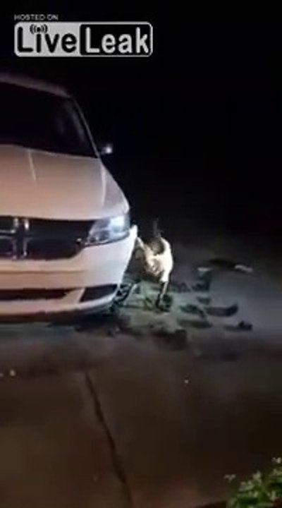 Ce policier ne veut pas tirer sur ce pitbull qui défonce une voiture