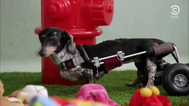 Dog Moms _ Inside Amy Schumer | Daily Funny | Funny Video | Funny Clip | Funny Animals