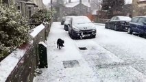 Un cocker découvre la neige