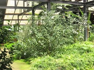 Vincennes-Parc Floral (3)