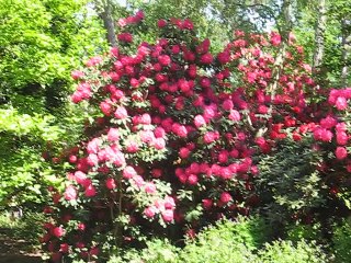 Vincennes-Parc Floral (4)