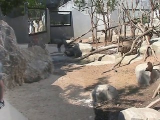 Vincennes-Zoo-Babouins (3)