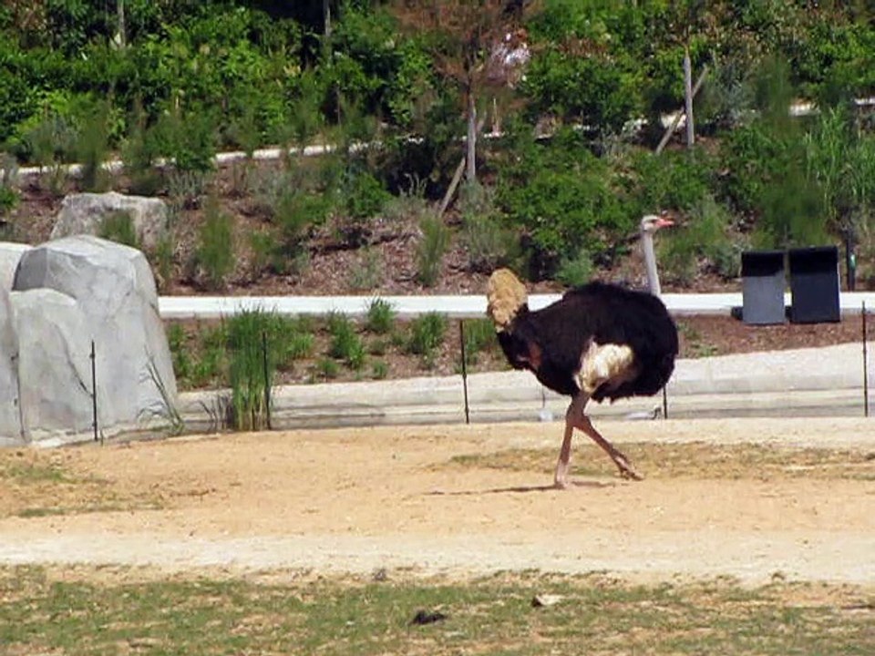 Vincennes-Zoo-Autruches