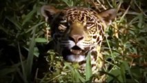 Leopard Attacks and Eats Crocodile 2017 # Animals Attack 2018 Whatsapp Video