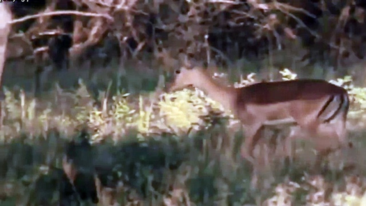 Leopard kills Deer - Animals Attack Whatsapp Video