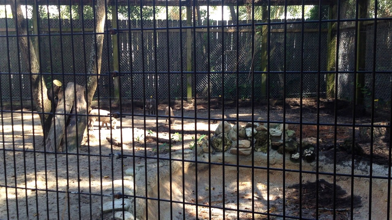 Z57 presents wild pigs