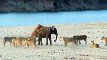 amazing wild animals attacks big battle | animals fight LION BUFFALO  CROCODILE