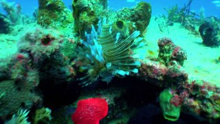 Gordon Ramsay Hunts For Lionfish To Cook | Season 1 Ep. 4 | THE F WORD
