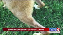 Starving Dog Escapes Neglectful Home to Find Loving Foster Family