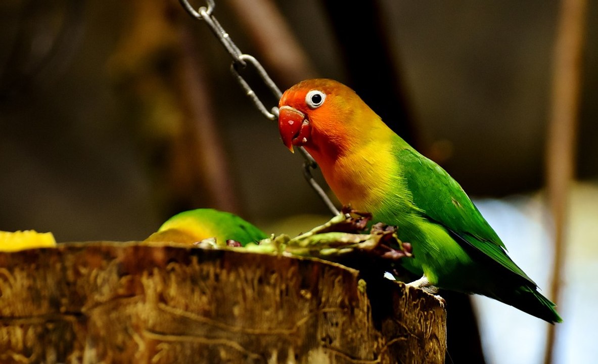 Los Agapornis