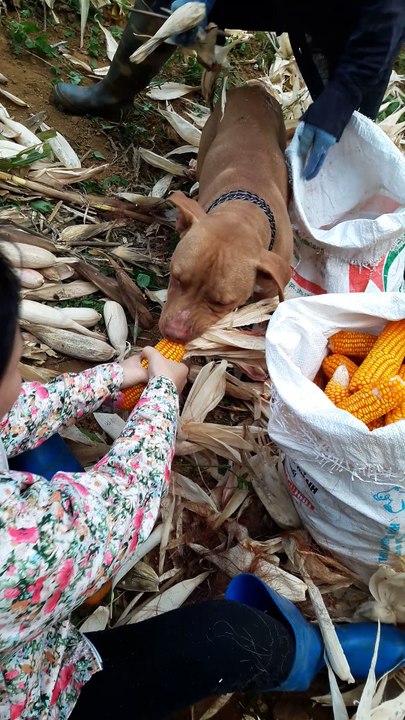 Dog Helps Owner Peel Corn