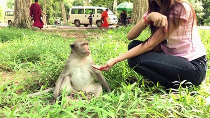 Babe Monkey Playing with girl Funny monkey Angkor with tourist girl near Angkor wat