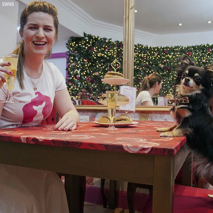 We All Need A Dog Cafe Like This