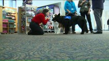 Adorable Therapy Dogs Provide Stress Relief for Travelers at Connecticut Airport