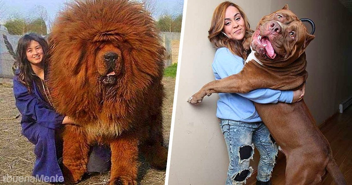 Top 10 Perros Más Grandes Del Mundo