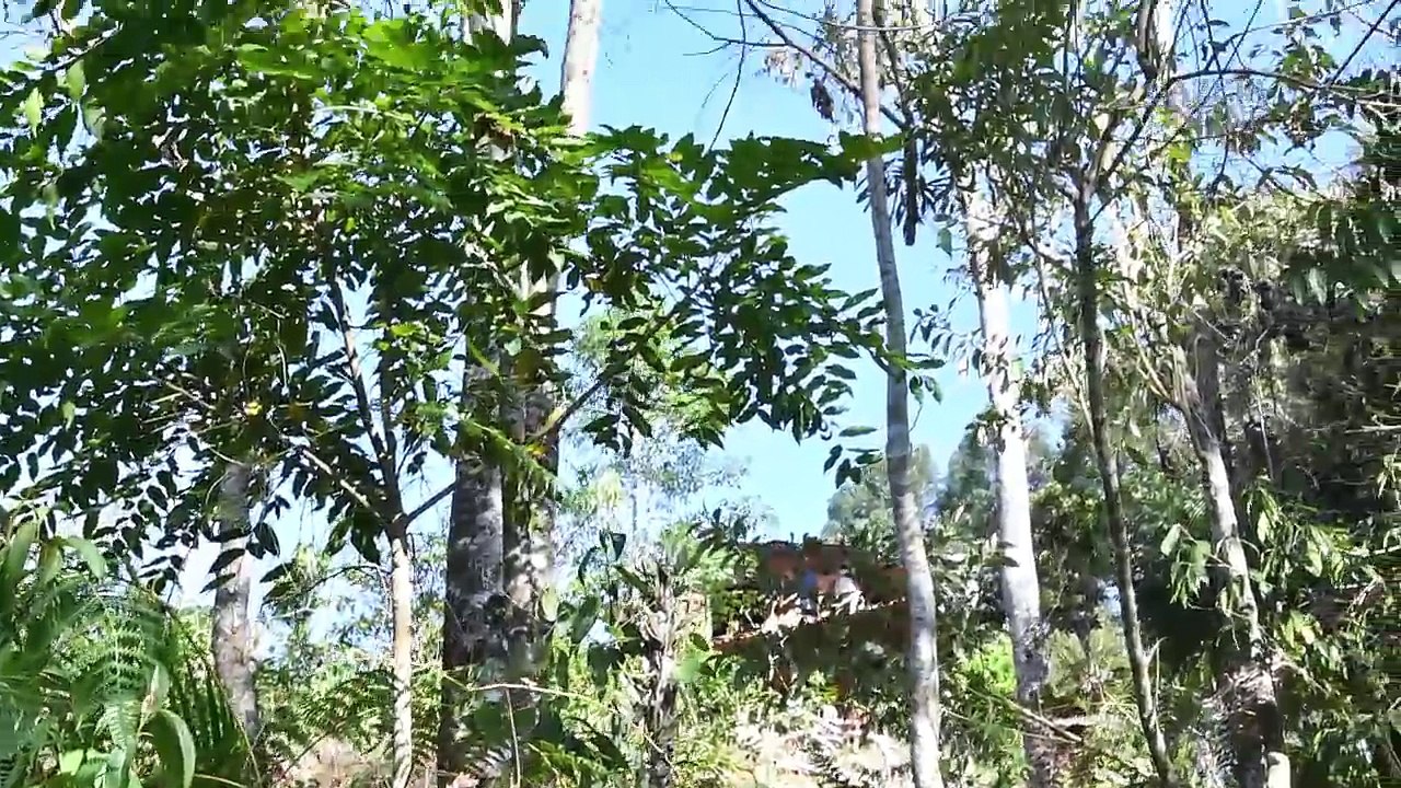 Aldeia da alegria