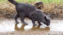 Russian Blue Cat Gleefully Jumps Through Puddles