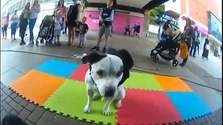 Bull Terrier Has Immense Scooter Skills